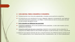  Posteriormente a los músculos palpebrales y tarsales se encuentra la conjuntiva.
 la conjuntiva es una membrana mucosa, delgada, brillante y transparente, que tapiza la
cara profunda de los parpados y se refleja a cierta distancia de la cornea para recubrir
la cara anterior del globo ocular.
 En la conjuntiva se distinguen tres porciones
 Conjuntiva palpebral.- en la cara posterior de los parpados , es de color rosado, es muy
adherente a los tarsos.
 Conjuntiva del fondo de saco conjuntival.- desde la cara posterior de los parpados, la
conjuntiva se refleja sobre la cara anterior del globo ocular formando un saco conjuntival.
La distancia que separa el fondo de saco conjuntival de la circunferencia de la cornea es de
11mm superiormente, 9mm inferiormente, 8mm medialmente y de 14-15mm lateralmente
 