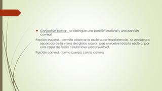  Conjuntiva bulbar.- se distingue una porción escleral y una porción
corneal.
Porción escleral.- permite observar la esclera por transferencia , se encuentra
separada de la vaina del globo ocular, que envuelve toda la esclera, por
una capa de tejido celular laxo subconjuntival.
Porción corneal.- forma cuerpo con la cornea.
 