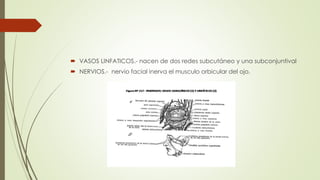  VASOS LINFATICOS.- nacen de dos redes subcutáneo y una subconjuntival
 NERVIOS.- nervio facial inerva el musculo orbicular del ojo.
 