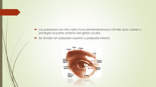  Los parpados son dos velos musculomembranosos móviles que cubren y
protegen la parte anterior del globo ocular.
 Se dividen en parpado superior y parpado inferior.
 
