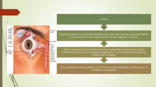 Los parpados tanto superior como inferior están separados entre si por la
hendidura palpebral.
Están representados superiormente por el borde inferior de la ceja e
inferiormente por el surco palpebrogeniano , el cual separa el parpado
inferior de la mejilla.
Corresponden con el borde orbitario, mas allá del cual los parpados tienen
continuidad con los tegumentos de las regiones vecinas.
Limites
 