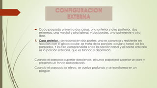  Cada parpado presenta dos caras, una anterior y otra posterior, dos
extremos, uno medial y otro lateral, y dos bordes, uno adherente y otro
libre.
1. Cara anterior.- se reconocen dos partes: una es convexa y resistente en
relación con el globo ocular, se trata de la porción ocular o tarsal de los
parpados. Y la otra comprendida entre la porción tarsal y el borde orbitario
es la porción orbitaria, que es blanda y deprimida.
Cuando el parpado superior desciende, el surco palpebral superior se abre y
presenta un fondo redondeado.
Cuando el parpado se eleva, se vuelve profundo y se transforma en un
pliegue
 
