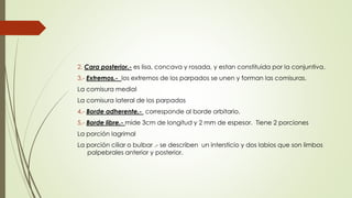 2. Cara posterior.- es lisa, concava y rosada, y estan constituida por la conjuntiva.
3.- Extremos.- los extremos de los parpados se unen y forman las comisuras.
La comisura medial
La comisura lateral de los parpados
4.- Borde adherente.- corresponde al borde orbitario.
5.- Borde libre.- mide 3cm de longitud y 2 mm de espesor. Tiene 2 porciones
La porción lagrimal
La porción ciliar o bulbar .- se describen un intersticio y dos labios que son limbos
palpebrales anterior y posterior.
 