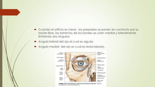  Cuando el orificio se cierra , los parpados se ponen en contacto por su
borde libre, los extremos de los bordes se unen medial y lateralmente
limitando dos ángulos:
 Angulo lateral del ojo el cual es agudo
 Angulo medial del ojo es cual es redondeado.
 
