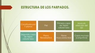 Constituida por
7 planos
Piel
Primera capa
de Tejido
celular laxo
Musculo
orbicular del
ojo
Segunda capa
de tejido
celular laxo
Plano
fibroelastico
Fibras
musculares lisas
Capa mucosa
(conjuntiva)
 