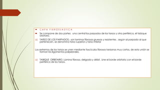  Se compone de dos partes: una central los parpados de los tarsos y otra periférica, el tabique
orbitario.
a) TARSO DE LOS PARPADOS.- son laminas fibrosas gruesas y resistentes , según al parpado al que
pertenecen, se denomina tarso superior y tarso inferior
Los extremos de los tarsos se unen mediante fascículos fibrosos tarsianos muy cortos, de esta unión se
forman los ligamentos palpebrales.
a) TABIQUE ORBITARIO. Lamina fibrosa, delgada y débil . Une el borde orbitario con el borde
periférico de los tarsos.
 