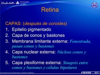 Retina

CAPAS: (después de coroides)
1. Epitelio pigmentado
2. Capa de conos y bastones
3. Membrana limitante externa: Fenestrada,
   pasan conos y bastones
4. Capa nuclear externa: Núcleos conos y
   bastones
5. Capa plexiforme externa: Sinapsis entre
   conos y bastones y células bipolares
 