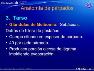 Anatomía de párpados
3. Tarso
• Glándulas de Meibomio: Sebáceas.
Detrás de hilera de pestañas:
• Cuerpo situado en espesor de párpado.
• 40 por cada párpado.
• Producen porción oleosa de lágrima
  impidiendo evaporación.
 