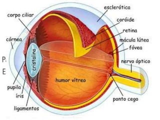 Olho vermelho
• Representada por hiperemia da conjuntiva bulbar
• Qualquer doença que afete a córnea, a conjuntiva,
a íris ou corpo ciliado pode se expressar por olho
vermelho
• A maioria dos pacientes com olho vermelho tem
um problema de fácil diagnóstico e tratamento
• Uma das principais causas oftalmológicas de
consulta em atenção primária
 
