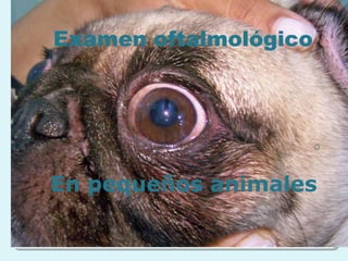 o
Examen oftalmológico
En pequeños animales
 