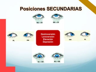 Dextroversión
Levoversión
Elevación
Depresión
Posiciones SECUNDARIAS
 