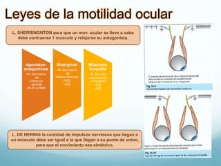 Leyes de la motilidad ocular
Agonistas-
antagonistas
•M. Del mismo
ojo
•Dirección
apuesta
•RLD vs RMD
Sinérgicos
•M. Del mismo
ojo
•Misma dirección
•RSD
•OID
Músculos
horquilla
•M. De c/ojo
•Movimientos
conjugados
•OSI
•RID
L. SHERRINGNTON para que un mov. ocular se lleve a cabo
debe contraerse 1 musculo y relajarse su antagonista.
L. DE HERING la cantidad de impulsos nerviosos que llegan a
un músculo debe ser igual a la que llegan a su punto de union,
para que el movimiento sea simétrico.
 