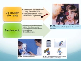 • Se ocluyen por separado
x 3s y se valora mov.
• Se cuantifica con varilla
de Maddox o prismas.
De oclusión
alternante
• Se presentan simultáneamente
objetos dísimiles ante c/ojo
• Grado 1 percepcion simultánea
• Grado 2 Fusión
• Grado 3 Esteropsis
Amblioscopio
 