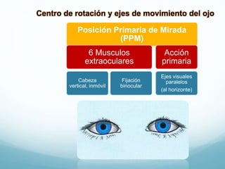 Centro de rotación y ejes de movimiento del ojo
Posición Primaria de Mirada
(PPM)
6 Musculos
extraoculares
Cabeza
vertical, inmóvil
Fijación
binocular
Acción
primaria
Ejes visuales
paralelos
(al horizonte)
 