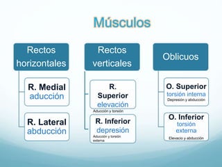 Rectos
horizontales
R. Medial
aducción
R. Lateral
abducción
Rectos
verticales
Oblicuos
O. Superior
torsión interna
Depresión y abducción
O. Inferior
torsión
externa
Elevacio y abducción
R.
Superior
elevación
Aducción y torsión
interna
R. Inferior
depresión
Aducción y torsión
externa
Músculos
 