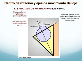Centro de rotación y ejes de movimiento del ojo
EJE ANATOMICO u ORBITARIO vs EJE VISUAL
Punto de fijación de un
objeto con fóvea, pasando
por el centro de rotación
(punto nodal).
Globo ocular con
pirámide
(cavidad)orbitaria
Eje oblicuo y hacia
afuera forma ángulo
de 23°
 