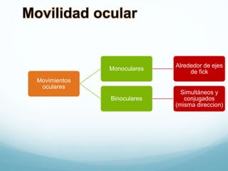 Movilidad ocular
Movimientos
oculares
Monoculares
Alrededor de ejes
de fick
Binoculares
Simultáneos y
conjugados
(misma direccion)
 