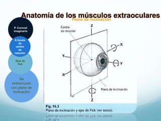 Anatomía de los músculos extraocularesPlano de inclinación
P. Coronal
imaginario
Se
entrecruzan
con plano de
inclinación
Ejes de
fick
A través
de
centro
de
rotación
 