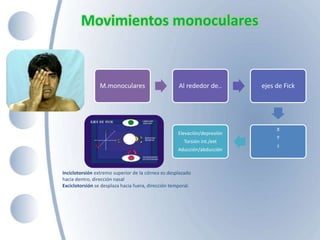 Movimientos monoculares
M.monoculares Al rededor de.. ejes de Fick
X
Y
z
Elevación/depresión
Torsión int./ext
Aducción/abducción
Inciclotorsión extremo superior de la córnea es desplazado
hacia dentro, dirección nasal
Exciclotorsión se desplaza hacia fuera, dirección temporal.
 