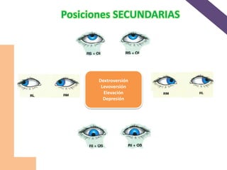 Dextroversión
Levoversión
Elevación
Depresión
Posiciones SECUNDARIAS
 