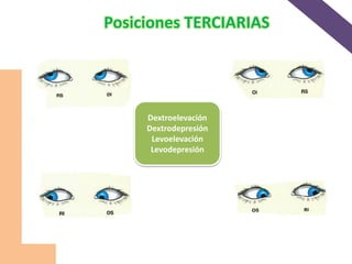 Dextroelevación
Dextrodepresión
Levoelevación
Levodepresión
Posiciones TERCIARIAS
 
