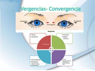 •Fusional
•Imágenes similares
proyectadas en
aéreas retinianas
c(ojo.
• Acomodativa
•Acomodación
como parte del
reflejo sincinético
de proximidad..
• Proximal
• Objeto
cercano
• Tónica
• Despierta
CONVERGENCIA
Vergencias- Convergencia
 
