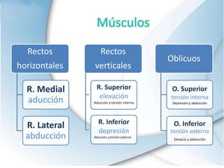 Rectos
horizontales
R. Medial
aducción
R. Lateral
abducción
Rectos
verticales
Oblicuos
O. Superior
torsión interna
Depresión y abducción
O. Inferior
torsión externa
Elevacio y abducción
R. Superior
elevación
Aducción y torsión interna
R. Inferior
depresión
Aducción y torsión externa
Músculos
 
