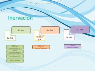 Inervación
Recto
externo/lateral
III Par IV Par VI Par
Oblicuo
menor/inferior
Recto
interno/medial
Recto superior
Recto inferior
Oblicuo
mayor/superior
M.O.C
Troclear
o P.
M.O.E
 