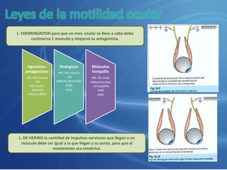 Leyes de la motilidad ocular
Agonistas-
antagonistas
•M. Del mismo
ojo
•Dirección
apuesta
•RLD vs RMD
Sinérgicos
•M. Del mismo
ojo
•Misma dirección
•RSD
•OID
Músculos
horquilla
•M. De c/ojo
•Movimientos
conjugados
•OSI
•RID
L. SHERRINGNTON para que un mov. ocular se lleve a cabo debe
contraerse 1 musculo y relajarse su antagonista.
L. DE HERING la cantidad de impulsos nerviosos que llegan a un
músculo debe ser igual a la que llegan a su yunta, para que el
movimiento sea simétrico.
 
