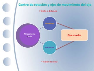 Paralelismo
Intersección
Alineamiento
Ocular
Ejes visuales
• Visión de cerca
• Visión a distancia
Centro de rotación y ejes de movimiento del ojo
 