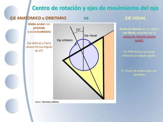 Centro de rotación y ejes de movimiento del ojo
EJE ANATOMICO u ORBITARIO vs EJE VISUAL
Punto de fijación de un objeto
con fóvea, pasando por el
centro de rotación (punto
nodal).
En PPM forma con el eje
orbitario un ángulo agudo.
E. Visual de ambos ojos son
paralelos
Globo ocular con
pirámide
(cavidad)orbitaria
Eje oblicuo y hacia
afuera forma ángulo
de 23°
 
