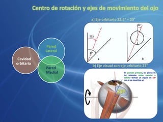 Pared
Lateral
Pared
Medial
Cavidad
orbitaria
a) Eje orbitario 22.5° = 23°
b) Eje visual con eje orbitario 23°
Centro de rotación y ejes de movimiento del ojo
 