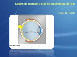 Centro de rotación y ejes de movimiento del ojo
Centro de rotación
 