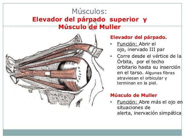 La máscara a la cutis irritada