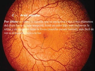 C -. Area macular Por último  se valora la mácula, que se encuentra a dos o tres diámetros de l  disco hacia el lado temporal, tiene un color rojo más oscuro en la retina y en su centro tiene la fóvea (mancha oscura central), más fácil de ver si el paciente mira a la luz  
