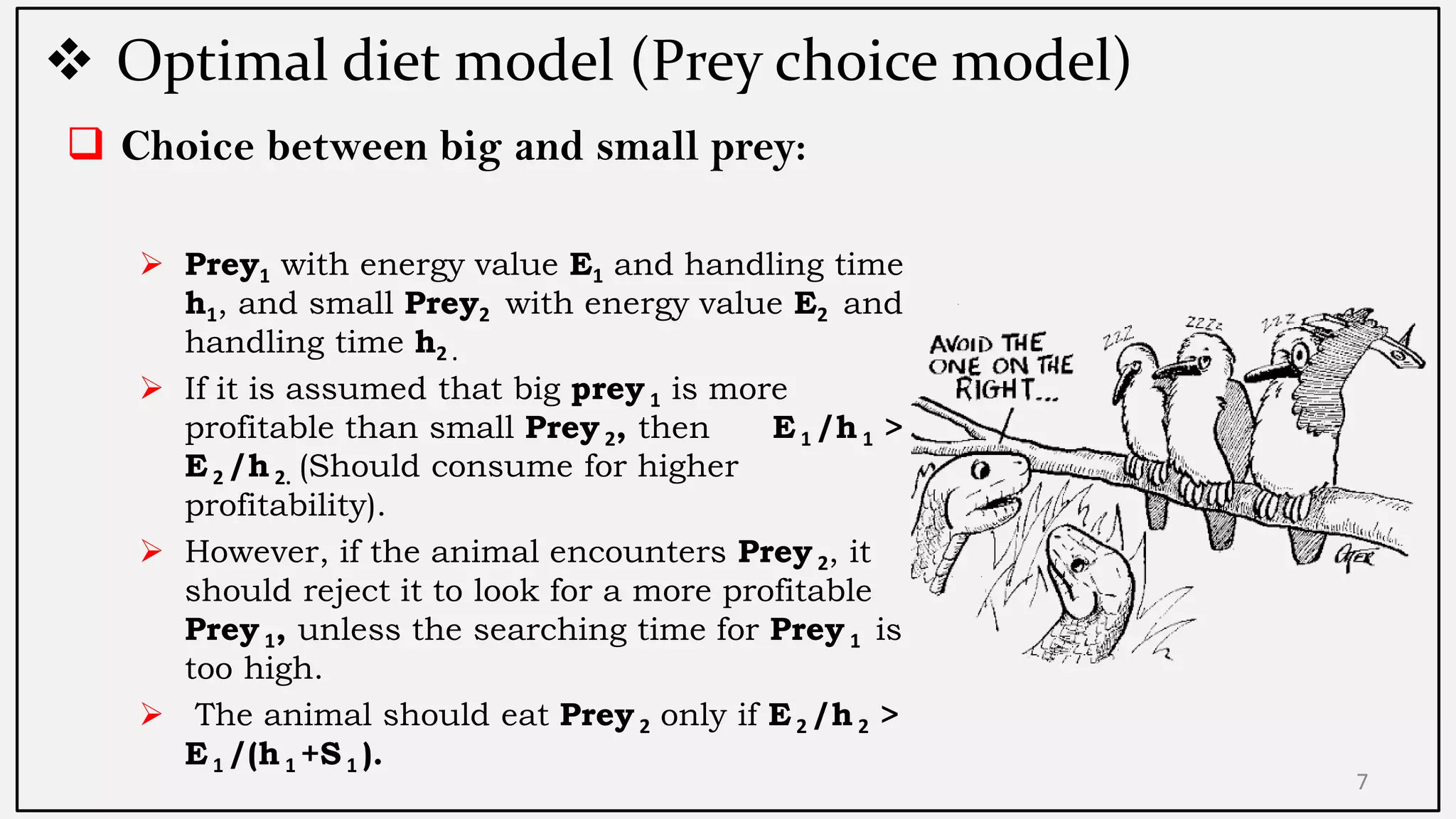  Optimal diet model (Prey choice model)
 Choice between big and small prey:
 Prey1 with energy value E1 and handling time
h1, and small Prey2 with energy value E2 and
handling time h2 .
 If it is assumed that big prey 1 is more
profitable than small Prey 2, then E 1 /h 1 >
E 2 /h 2. (Should consume for higher
profitability).
 However, if the animal encounters Prey 2, it
should reject it to look for a more profitable
Prey 1, unless the searching time for Prey 1 is
too high.
 The animal should eat Prey 2 only if E 2 /h 2 >
E 1 /(h 1 +S 1 ).
7
 