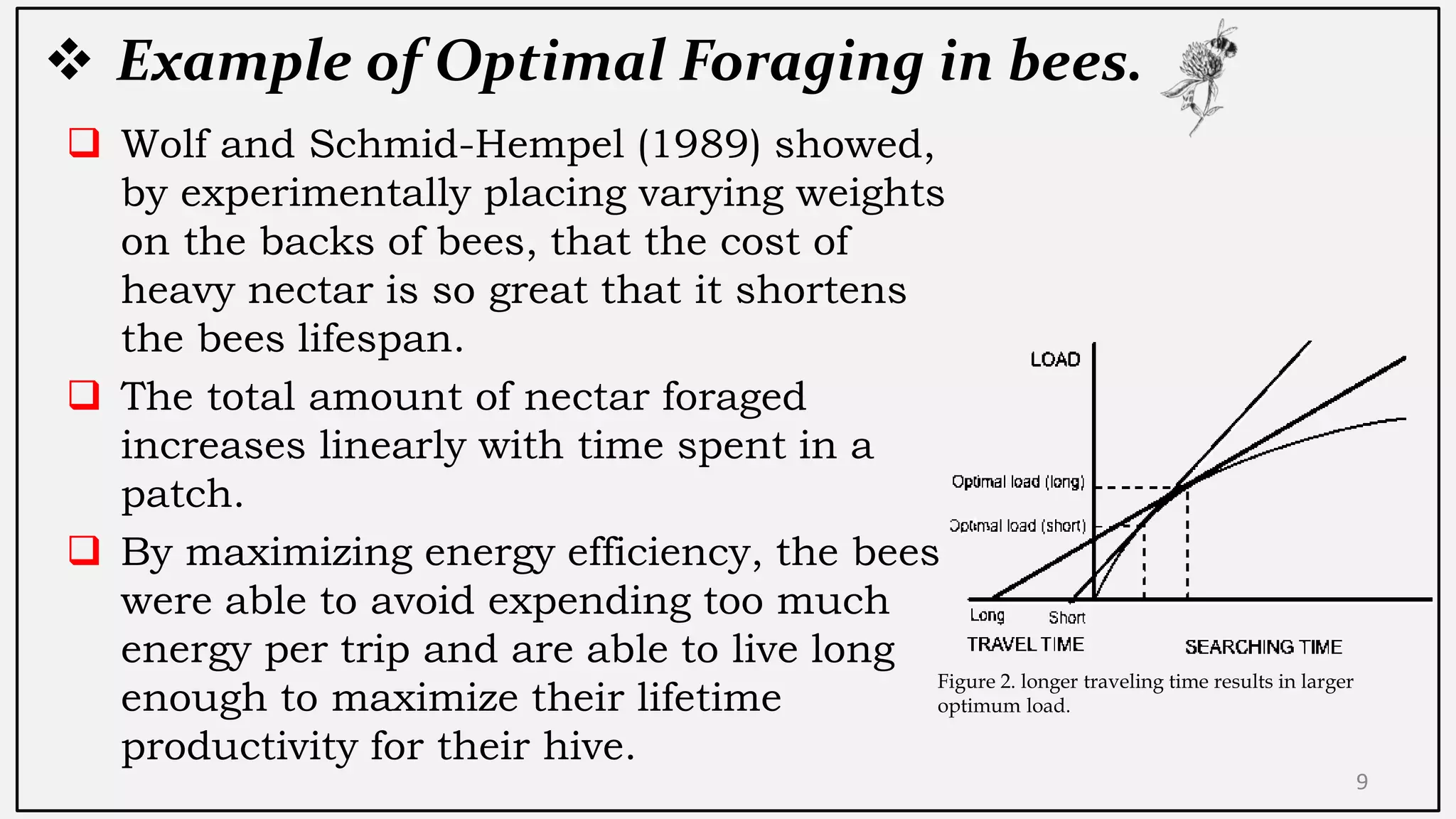  Example of Optimal Foraging in bees.
 Wolf and Schmid-Hempel (1989) showed,
by experimentally placing varying weights
on the backs of bees, that the cost of
heavy nectar is so great that it shortens
the bees lifespan.
 The total amount of nectar foraged
increases linearly with time spent in a
patch.
 By maximizing energy efficiency, the bees
were able to avoid expending too much
energy per trip and are able to live long
enough to maximize their lifetime
productivity for their hive.
9
Figure 2. longer traveling time results in larger
optimum load.
 