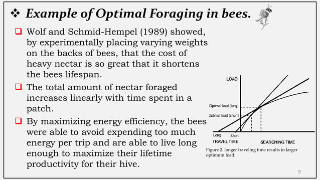 Optimal Foraging Theory (OFT) | PDF | Beekeeping | Hobbies & Interests