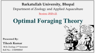 Optimal Foraging Theory
Presented By:
Tikesh Kumar
M.Sc Zoology 2nd Semester
Roll No.:- 2180900045
Barkatullah University, Bhopal
Department of Zoology and Applied Aquaculture
Session: 2020–21
1
 