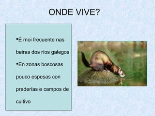 ONDE VIVE?
É moi frecuente nas
beiras dos ríos galegos
En zonas boscosas
pouco espesas con
praderías e campos de
cultivo
 