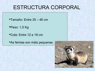 ESTRUCTURA CORPORAL
Tamaño: Entre 35 – 46 cm
Peso: 1,5 Kg
Cola: Entre 12 e 19 cm
As femias son máis pequenas
 