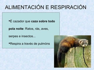 ALIMENTACIÓN E RESPIRACIÓN
É cazador que caza sobre todo
pola noite: Ratos, rás, aves,
serpes e insectos...
Respira a través de pulmóns
 