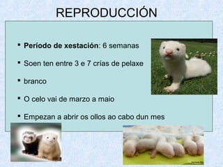 REPRODUCCIÓN
 Período de xestación: 6 semanas
 Soen ten entre 3 e 7 crías de pelaxe
 branco
 O celo vai de marzo a maio
 Empezan a abrir os ollos ao cabo dun mes
 