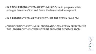 • IN A NON PREGNANT FEMALE ISTHMUS IS 5cm, in pregnancy this
enlarges ,becomes 5cm and forms the lower uterine segment
• IN A PREGNANT FEMALE THE LENGTH OF THE CERVIX IS 4-5 CM.
• CONSIDERING THE ISTHMUS LENGTH AND 100% CERVIX EFFACEMENT
THE LENGTH OF THE LOWER UTERINE SEGMENT BECOMES 10CM
 