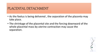 PLACENTAL DETACHMENT
• As the foetus is being delivered , the separation of the placenta may
take place.
• The shrinkage of the placental site and the forcing downward of the
whole placental mass by uterine contraction may cause the
separation.
 