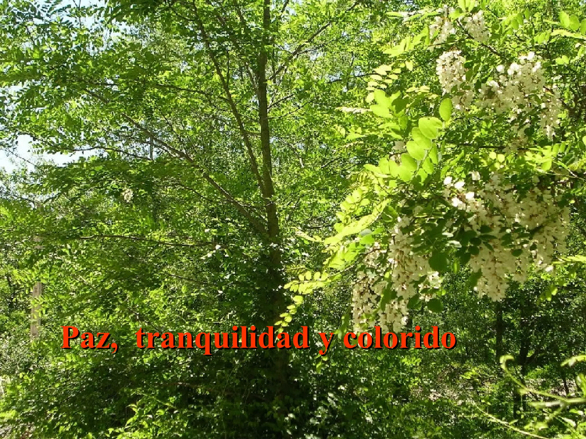 Paz, tranquilidad y colorido