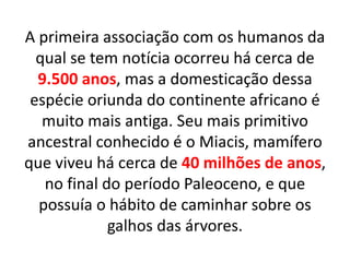 A primeira associação com os humanos da
qual se tem notícia ocorreu há cerca de
9.500 anos, mas a domesticação dessa
espécie oriunda do continente africano é
muito mais antiga. Seu mais primitivo
ancestral conhecido é o Miacis, mamífero
que viveu há cerca de 40 milhões de anos,
no final do período Paleoceno, e que
possuía o hábito de caminhar sobre os
galhos das árvores.
 