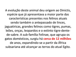 A evolução deste animal deu origem ao Dinictis,
espécie que já apresentava a maior parte das
características presentes nos felinos atuais
sendo também o antepassado de linces,
jaguatiricas, grandes felinos como tigres, pumas,
leões, onças, leopardos e o extinto tigre-dente-
de-sabre. A sub-família Felinae, que agrupa os
gatos domésticos, surgiu há cerca de 12 milhões
de anos, expandindo-se a partir da África
subsariana até alcançar as terras do atual Egito.
 