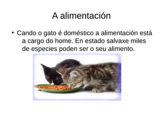 A alimentación
●
Cando o gato é doméstico a alimentación está
a cargo do home. En estado salvaxe miles
de especies poden ser o seu alimento.
 