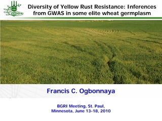 Diversity of Yellow Rust Resistance: Inferences
  from GWAS in some elite wheat germplasm




      Francis C. Ogbonnaya

          BGRI Meeting, St. Paul,
        Minnesota, June 13-18, 2010
 